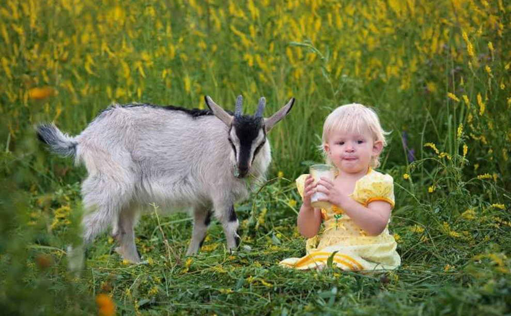 Дети года козы. Козье молоко. Фотосессия с козой. Козленок. Коза с козлятами.